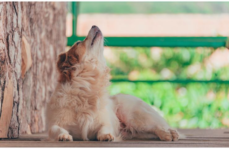 Cane che ulula in giardino 