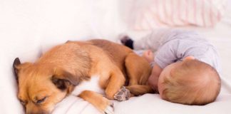 bimbo in arrivo e cane in famiglia cosa fare