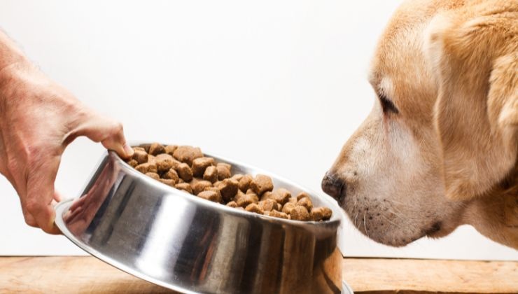 Nutrizione cane cosa non fare