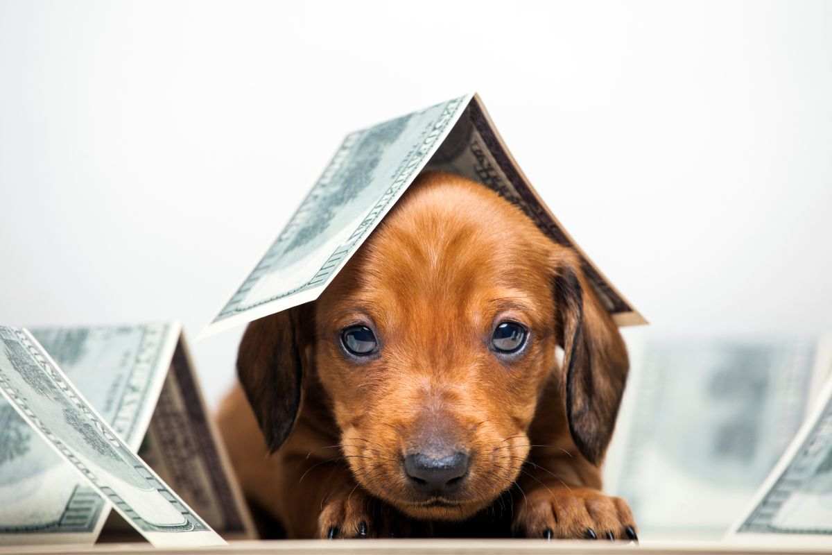 Cani milionari i più ricchi del mondo