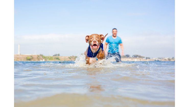 spiagge dog friendly puglia