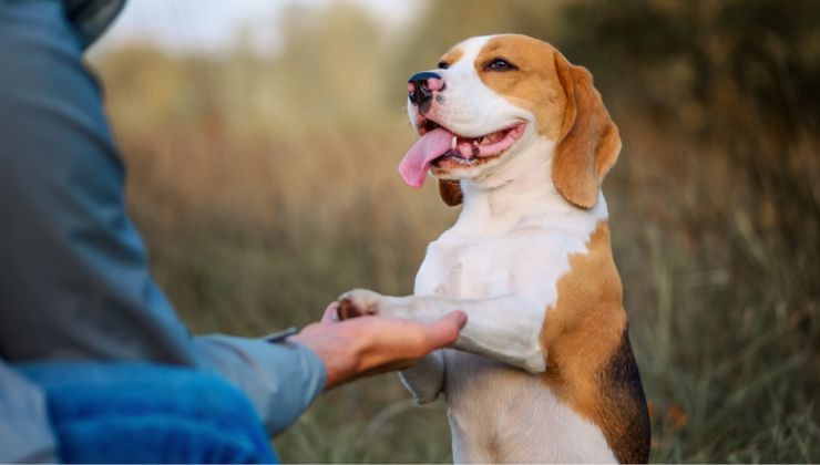 Cane legame sentimenti comportamento uomo