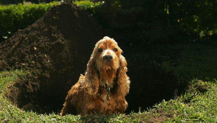 Cane scava buche cause soluzioni