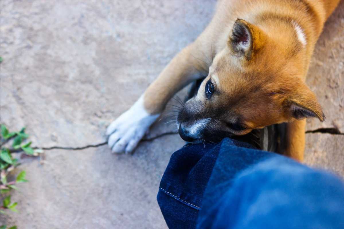 Perché il cane morde le scarpe del padrone