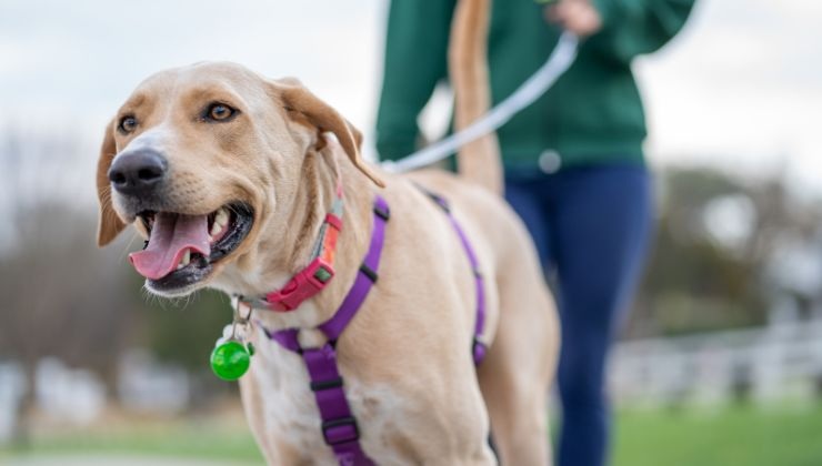 Cane con guinzaglio come aiutare l'animale a camminare