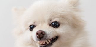 vivacità Cane di piccola taglia aggressività
