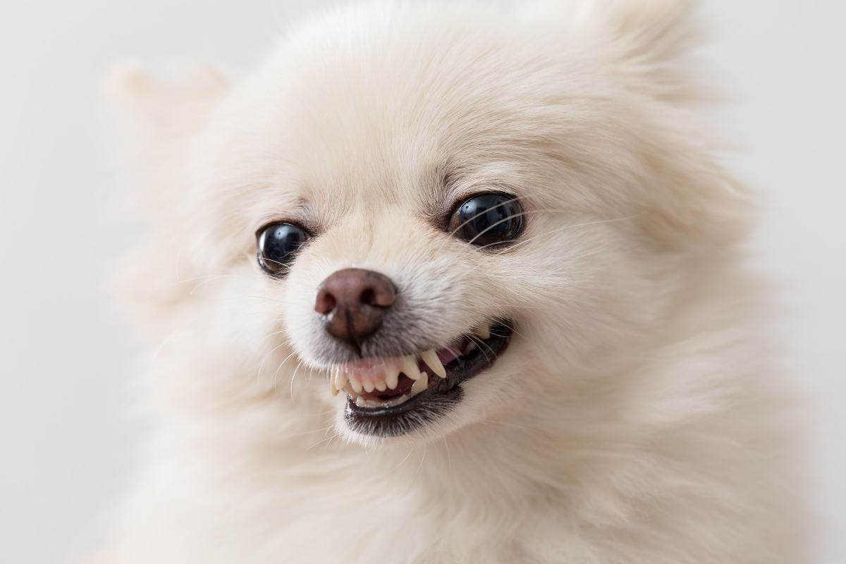 vivacità Cane di piccola taglia aggressività