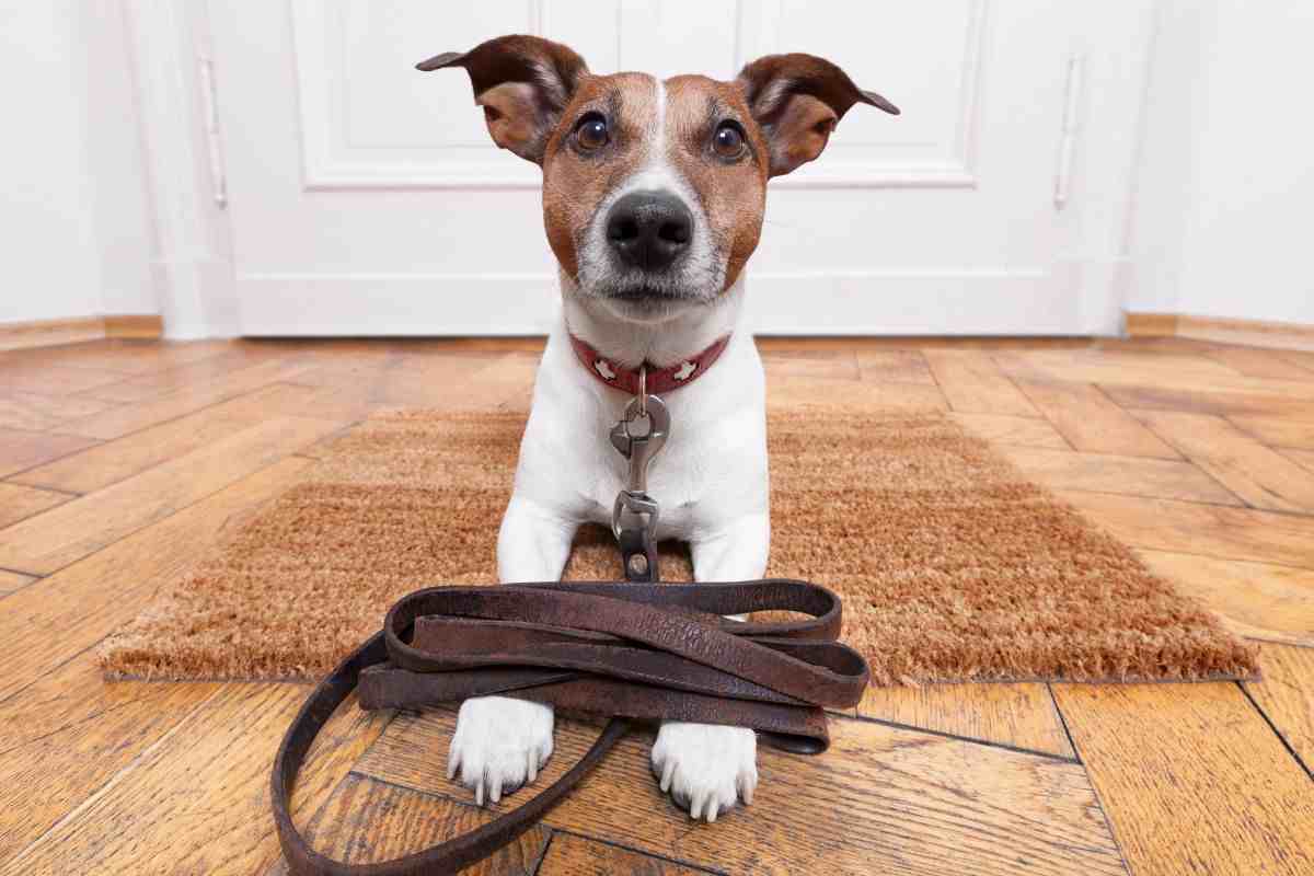 Cane con guinzaglio come aiutare l'animale a camminare