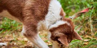 Cane scava buche cause soluzioni