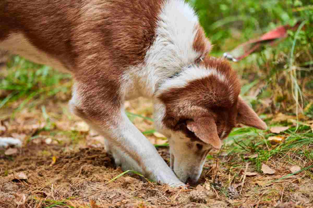 Cane scava buche cause soluzioni