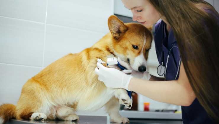 Cane si struscia al muro motivi