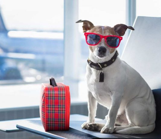 cane viaggiare aereo regole