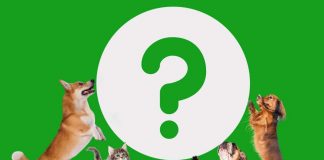 Cani e gatti motivo incomunicabilità