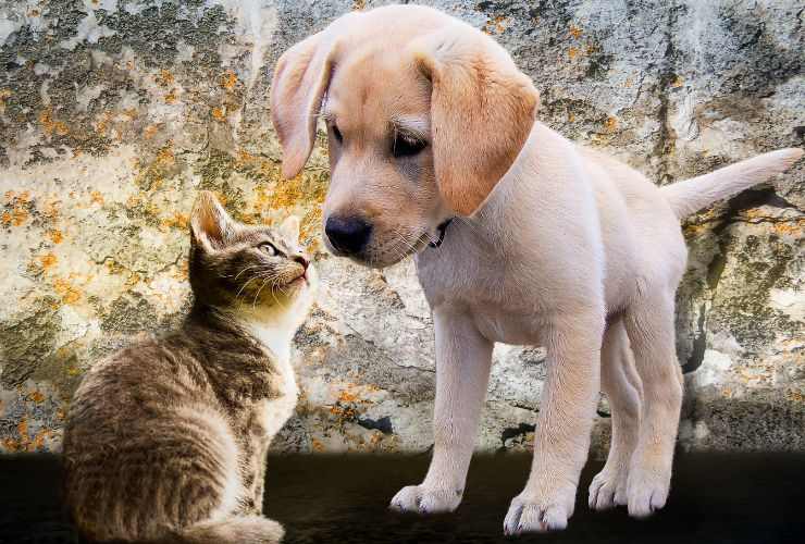 Cani e gatti motivo incomunicabilità