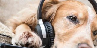 Cani e musica