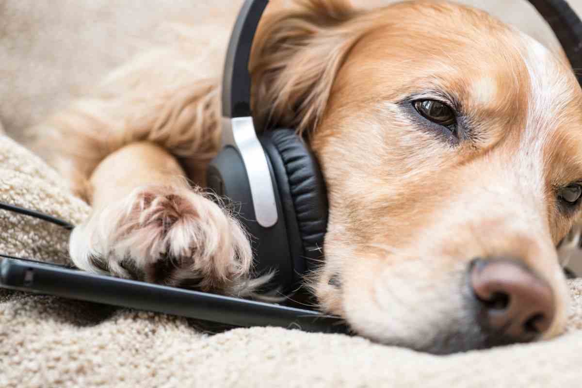 Dogs and relaxing music: Differences with human hearing