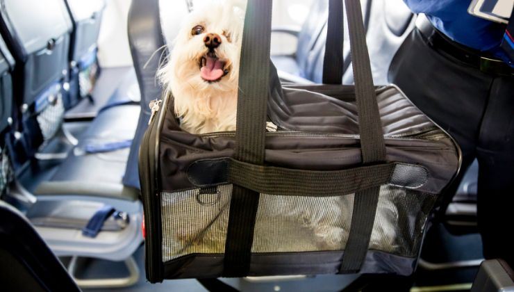cane viaggiare aereo regole