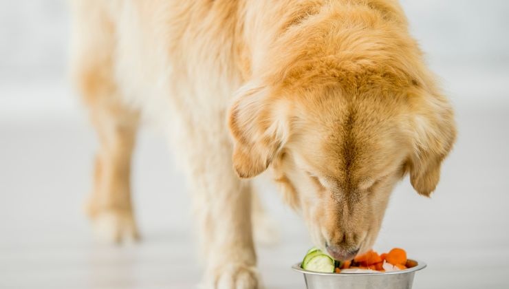 alimentazione casalinga naturale cane