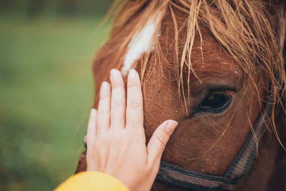 cavallo come conquistare la sua fiducia
