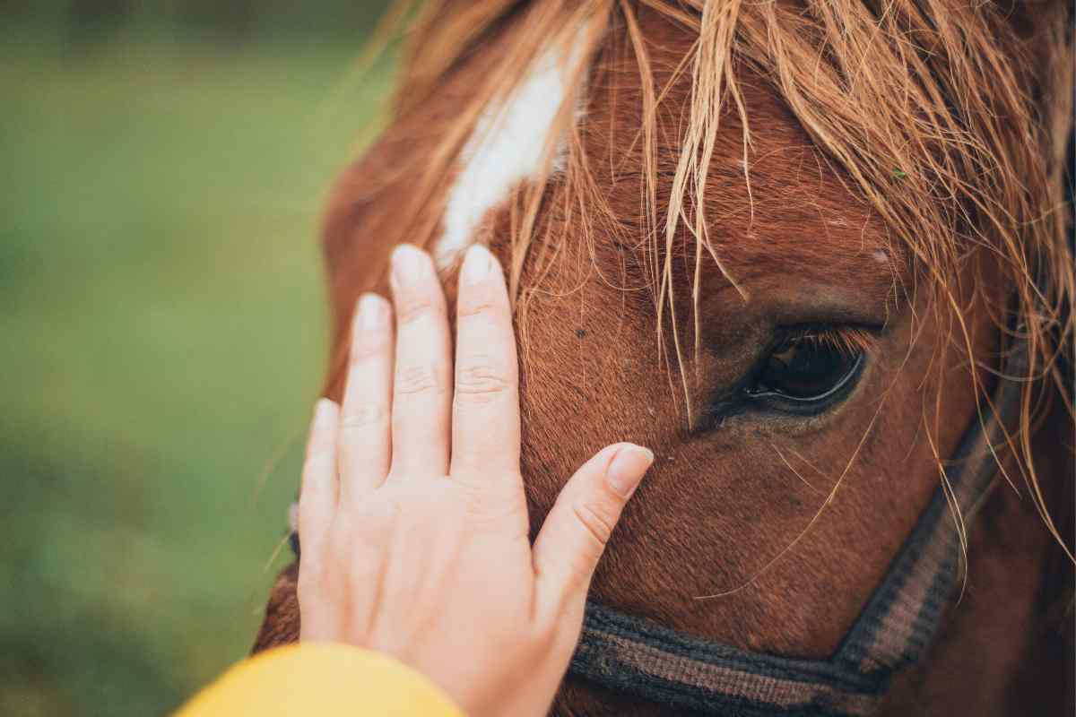 Cavallo video virale sofferenza padrone