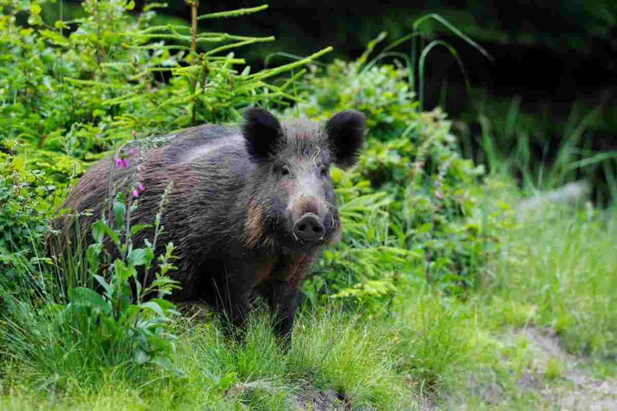 Cinghiale ferito in strada