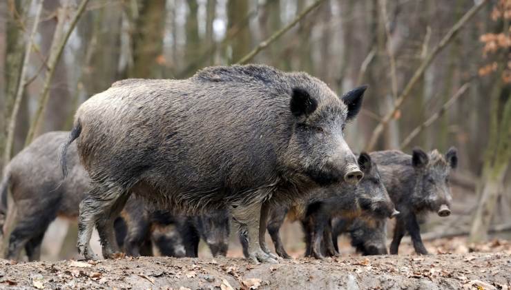 Cinghiale strada