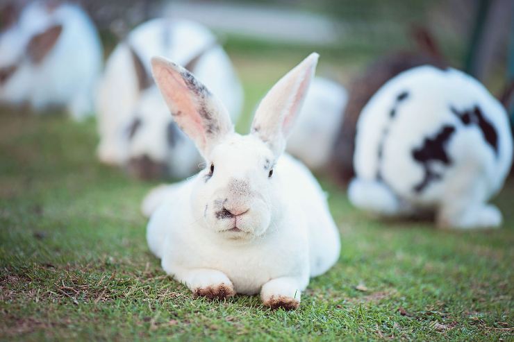 I conigli roditori famiglia dei lagomorfi