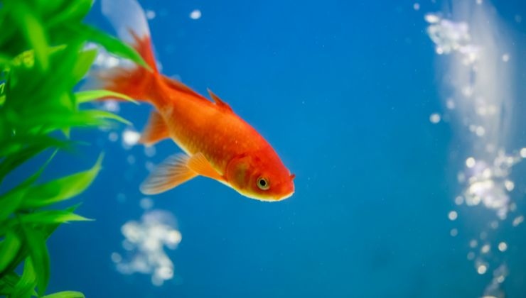 Pesci rossi salute errori da evitare per farli vivere a lungo