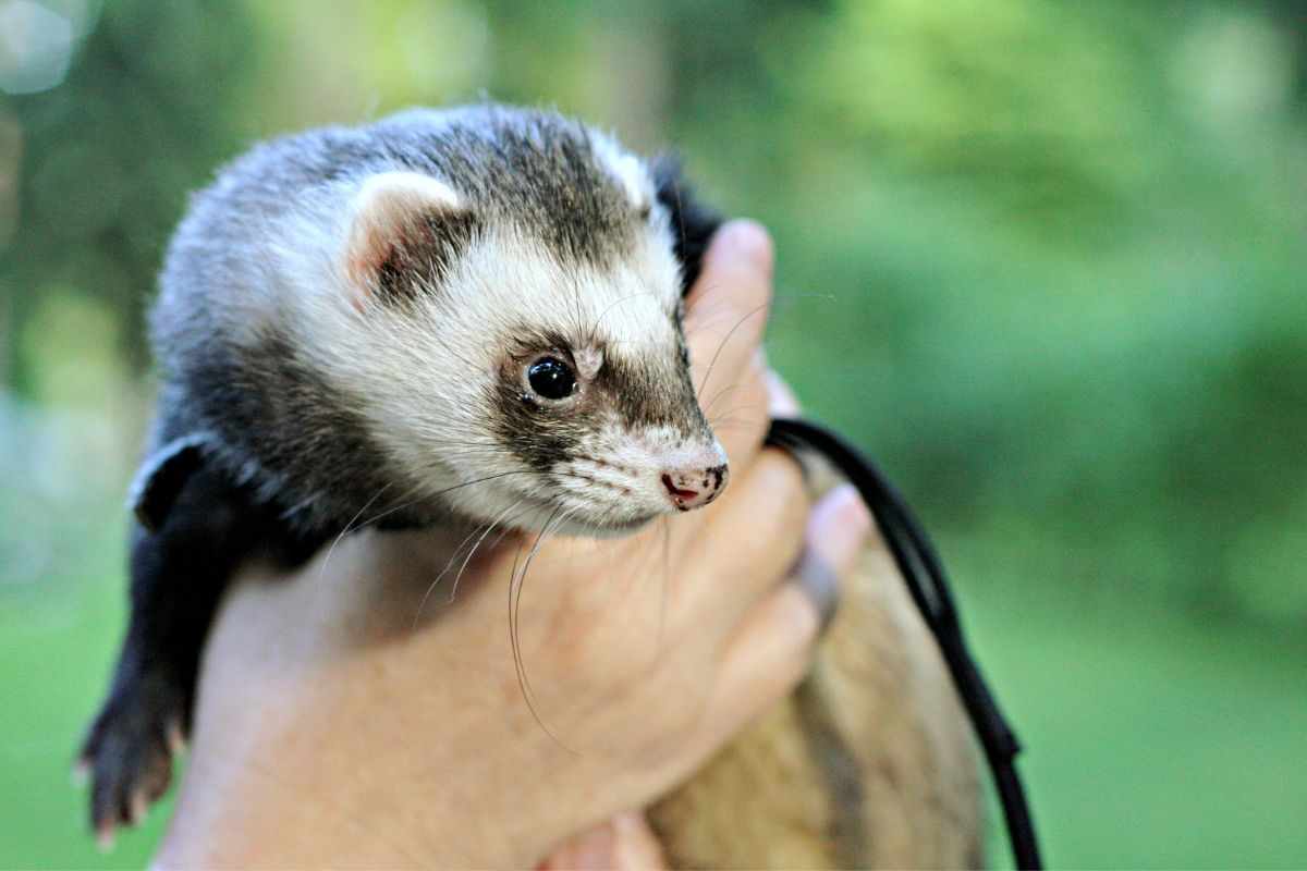 Furetto domestico come addestrarlo