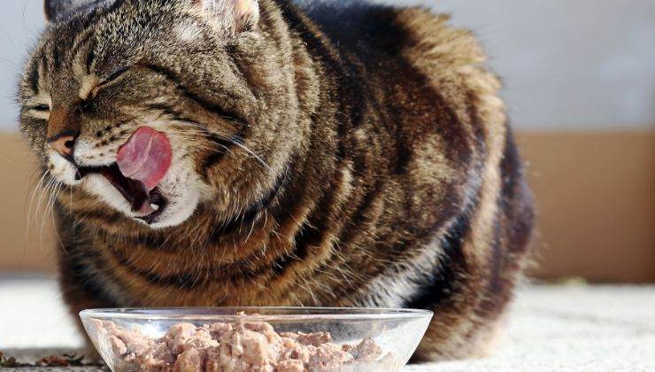 Gatta incinta alimenti cosa mangiare