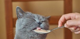 Gatta incinta alimenti cosa mangiare