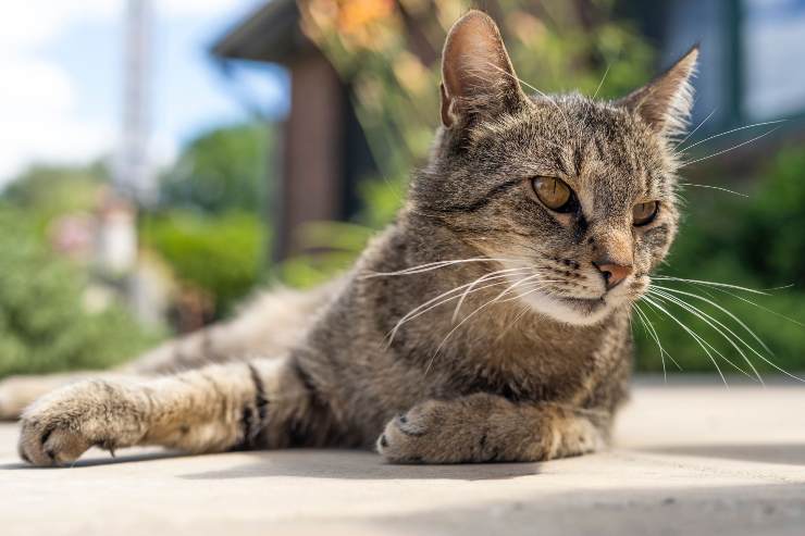 I gatti sono intoccabili liberi regole condominio legge italiana