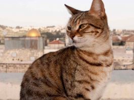I gatti sono intoccabili liberi regole condominio legge italiana