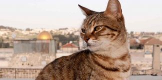 I gatti sono intoccabili liberi regole condominio legge italiana