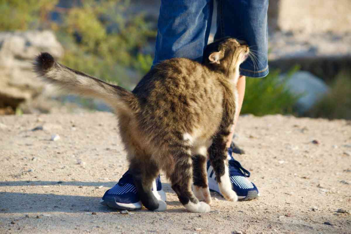 atteggiamenti del gatto