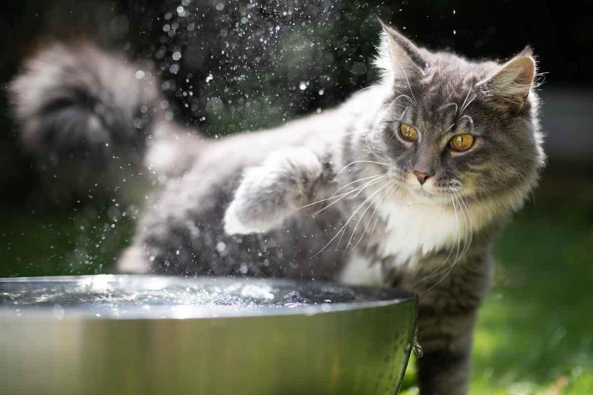 come aiutare il gatto per il caldo eccessivo