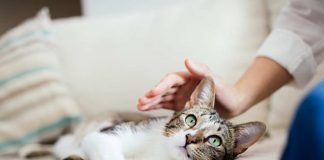 Se il tuo gatto ti segue con insistenza devi preoccuparti