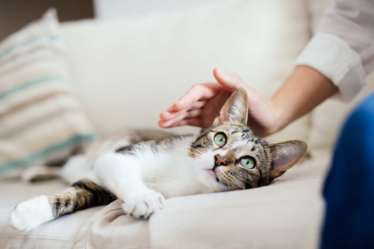 Se il tuo gatto ti segue con insistenza devi preoccuparti