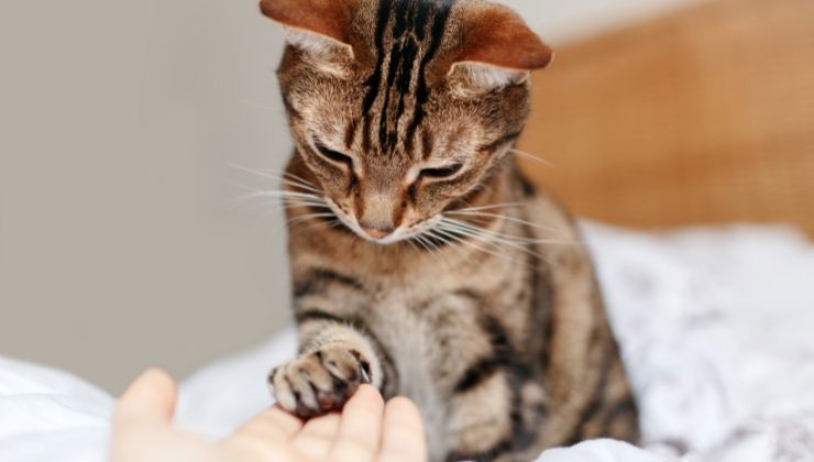 Gatto e umano empatia felini uomini