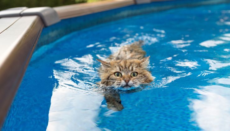 come aiutare il gatto per il caldo eccessivo