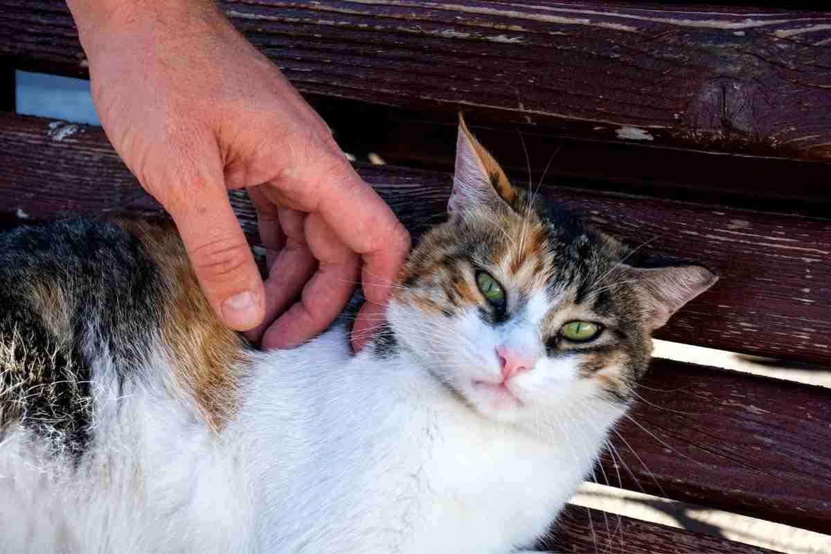 Gatto coccole fastidio cosa fare