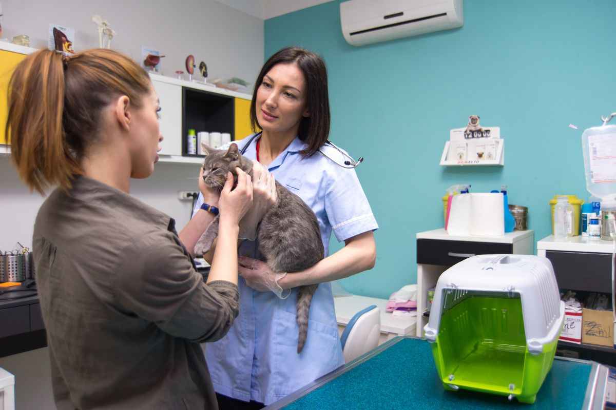 convulsioni nel gatto cause come curarle