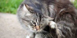 come capire se il gatto ha le pulci