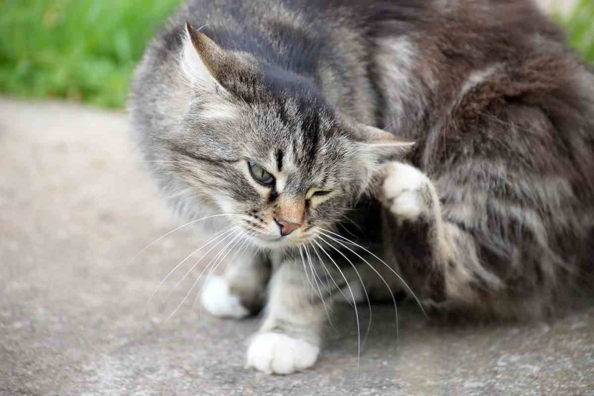 come capire se il gatto ha le pulci