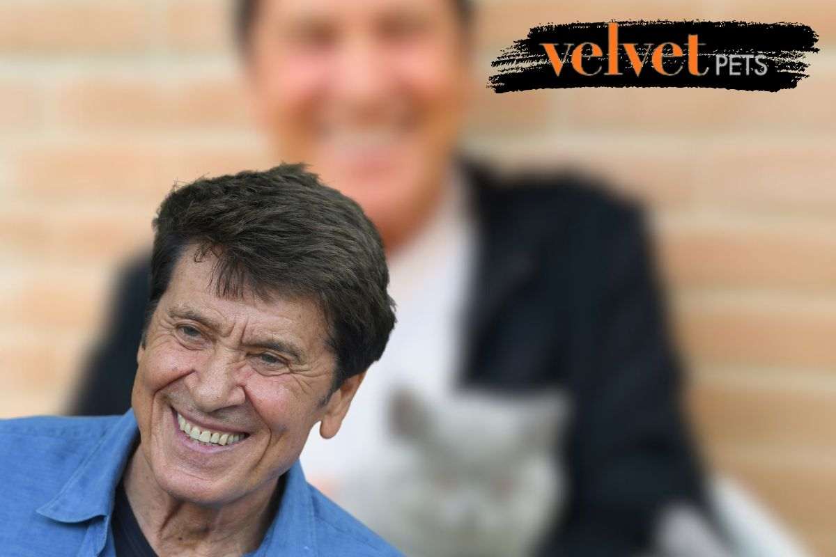 Gianni Morandi gatto Lucio