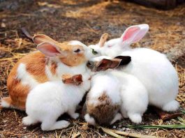 I conigli non sono roditori: tutta la verità