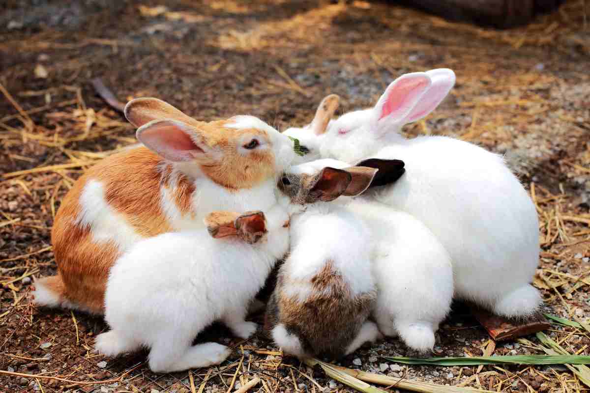 I conigli non sono roditori: tutta la verità