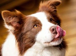 Il linguaggio dei cani perchè sbadigliano