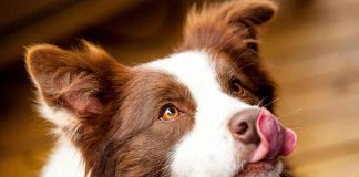 Il linguaggio dei cani perchè sbadigliano