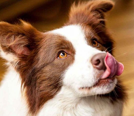 Il linguaggio dei cani perchè sbadigliano